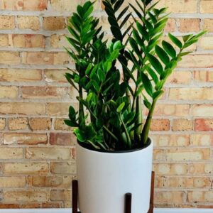 ZZ Plant