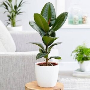 Rubber Plant