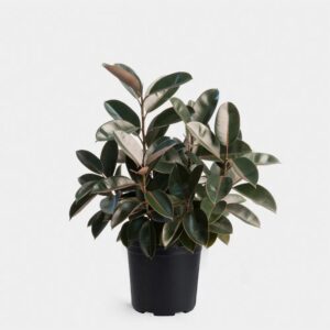 Rubber Plant