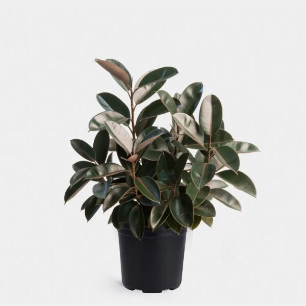 Rubber Plant