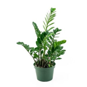 ZZ Plant