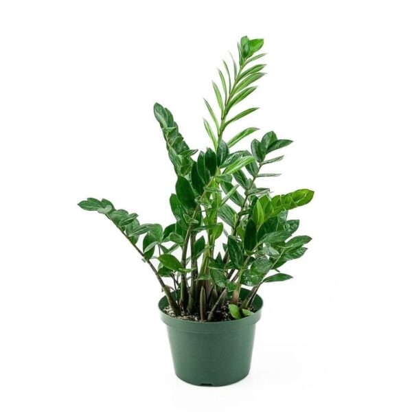 ZZ Plant