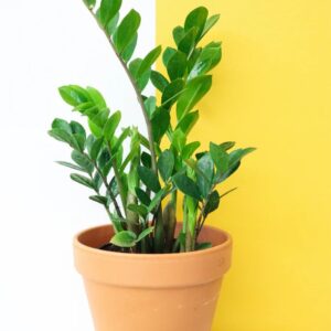 ZZ Plant