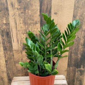ZZ Plant