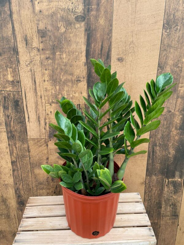 ZZ Plant