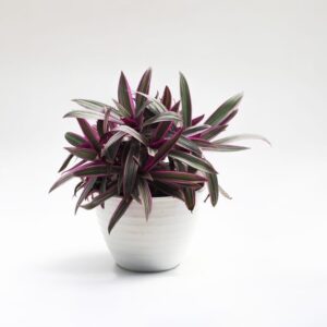Oyster Plant