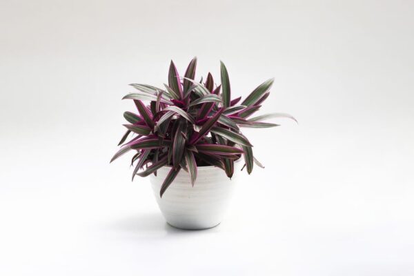 Oyster Plant