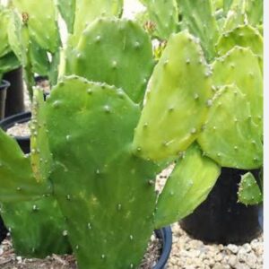 Cactus Plant