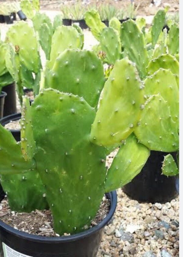 Cactus Plant