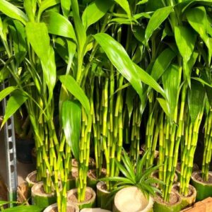 Bamboo Plant