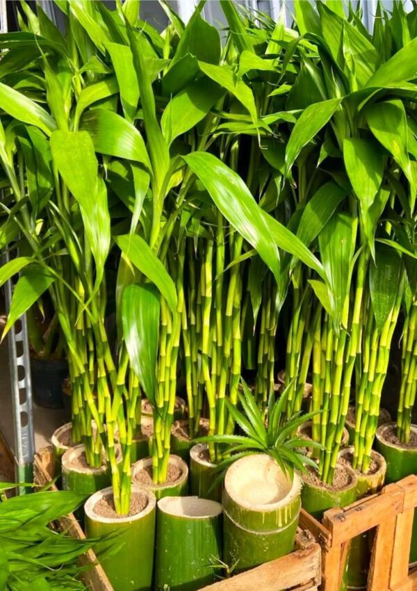 Bamboo Plant
