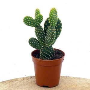 Bunny Ear Cactus Plant