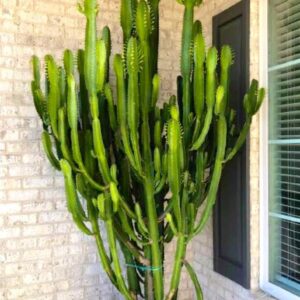 Cactus Live Plant