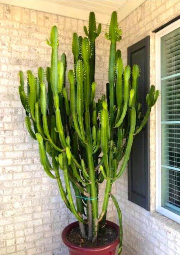 Cactus Live Plant