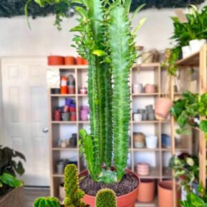 Cactus Live Plant