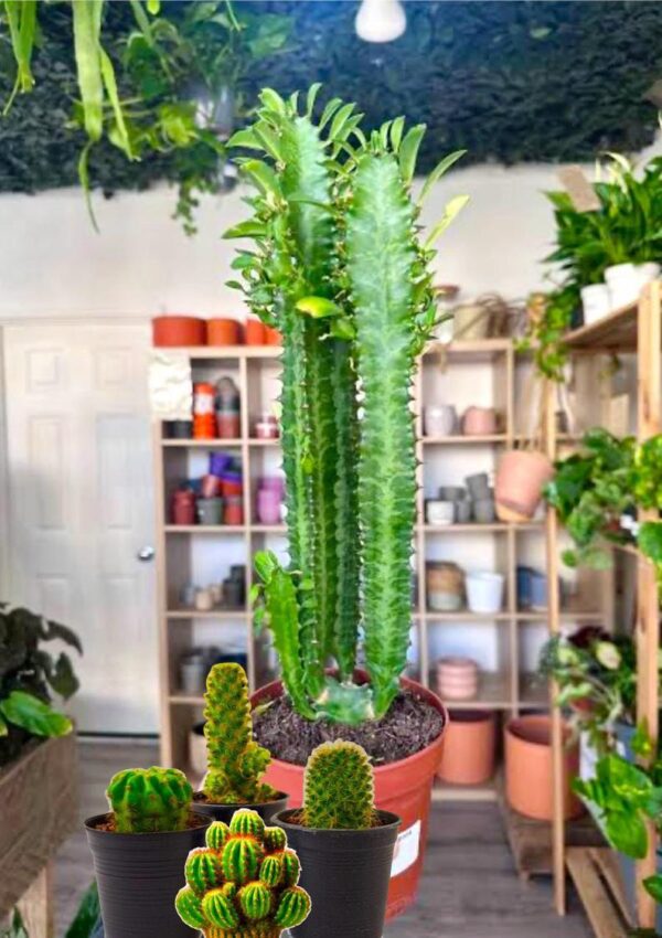 Cactus Live Plant