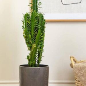 Cactus Live Plant