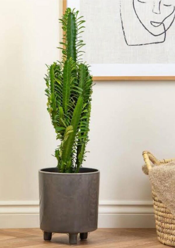 Cactus Live Plant