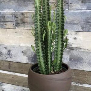 Cactus Live Plant