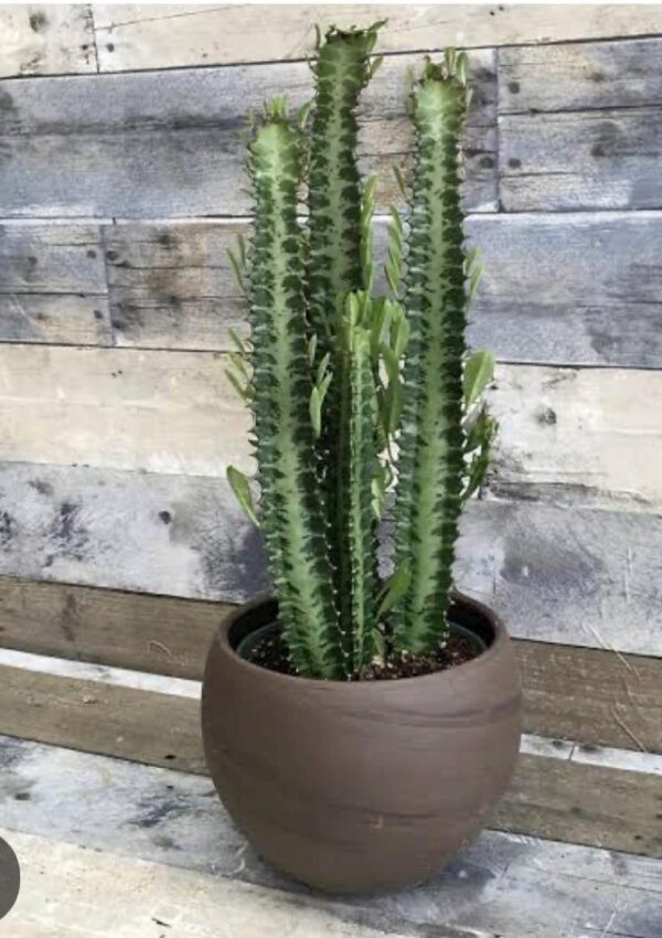 Cactus Live Plant