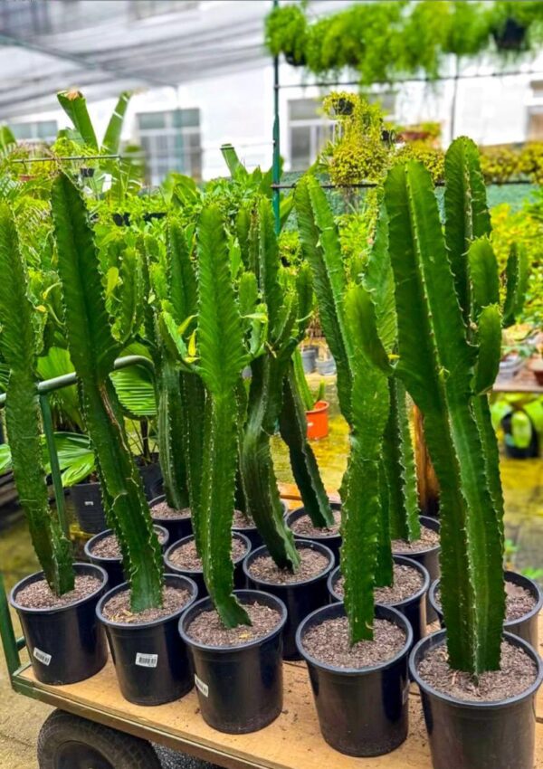 Cactus Live Plant