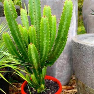 Cactus Live Plant