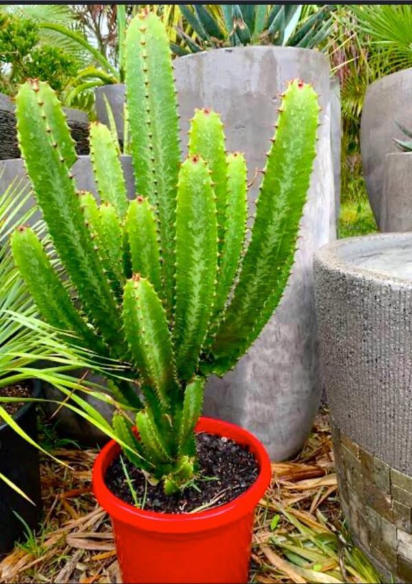 Cactus Live Plant