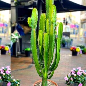 Cactus Live Plant