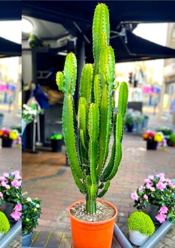 Cactus Live Plant