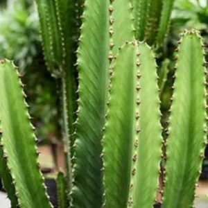 Cactus Live Plant