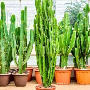 Cactus Live Plant