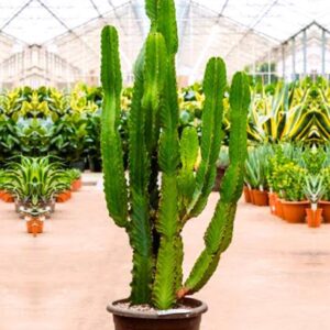 Cactus Live Plant