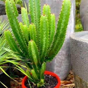 Cactus Live Plant