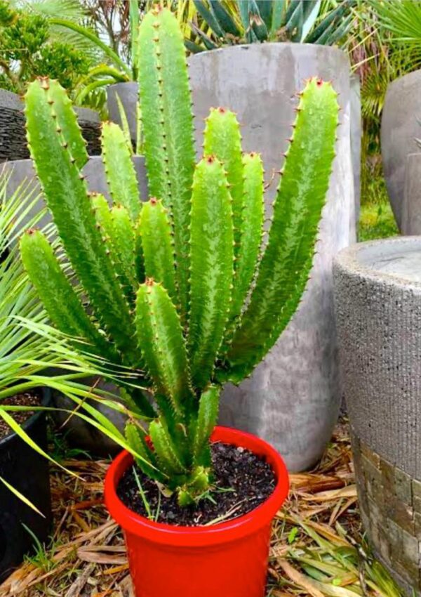 Cactus Live Plant