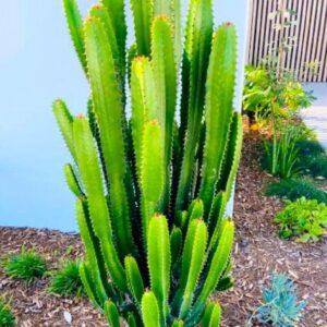 Cactus Live Plant