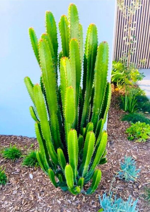 Cactus Live Plant