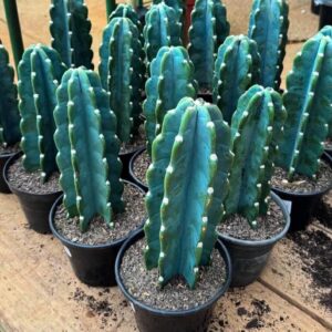 Cactus Live Plant
