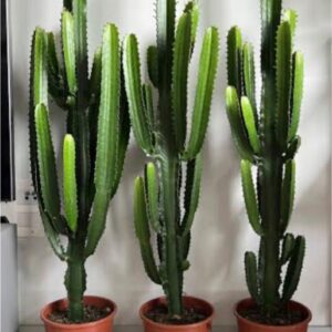 Cactus Live Plant