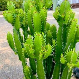 Cactus Live Plant