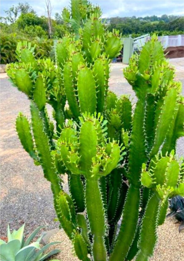 Cactus Live Plant