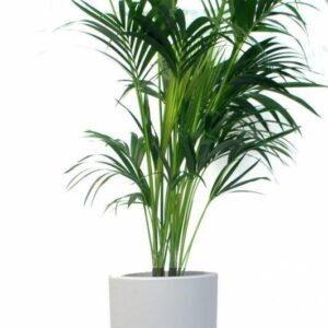 Fibre Pot & Olive Tree Plant