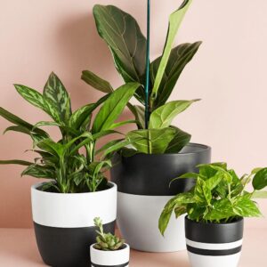 Golden Pothos