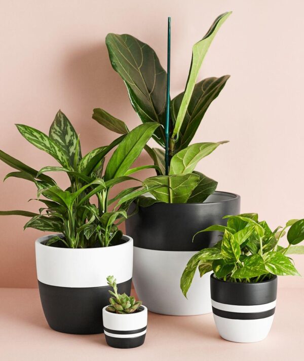 Golden Pothos