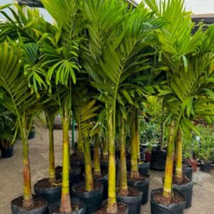 Live Palm Plant