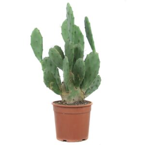 Picky Pear Cactus