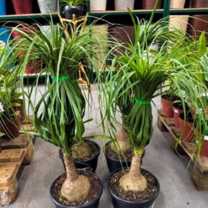 Polytail Palm