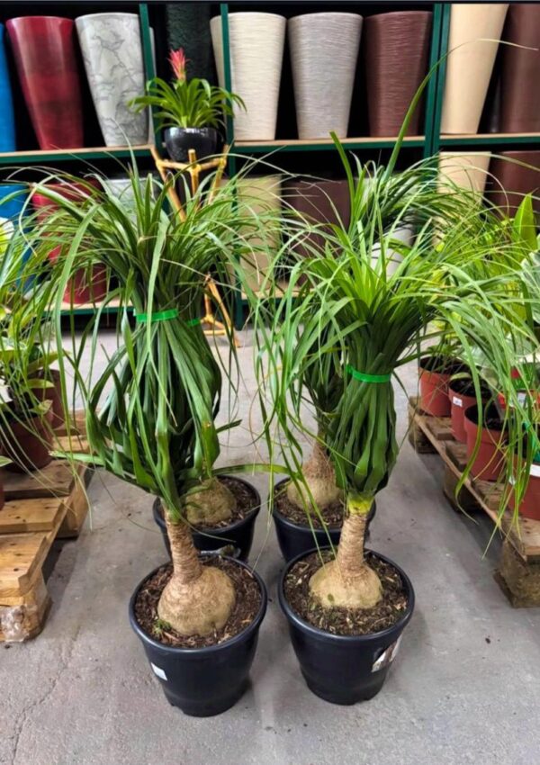 Polytail Palm