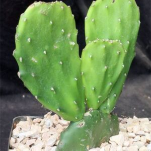 Picky Pear Plant