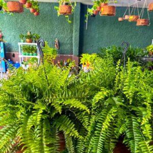 Sword Fern