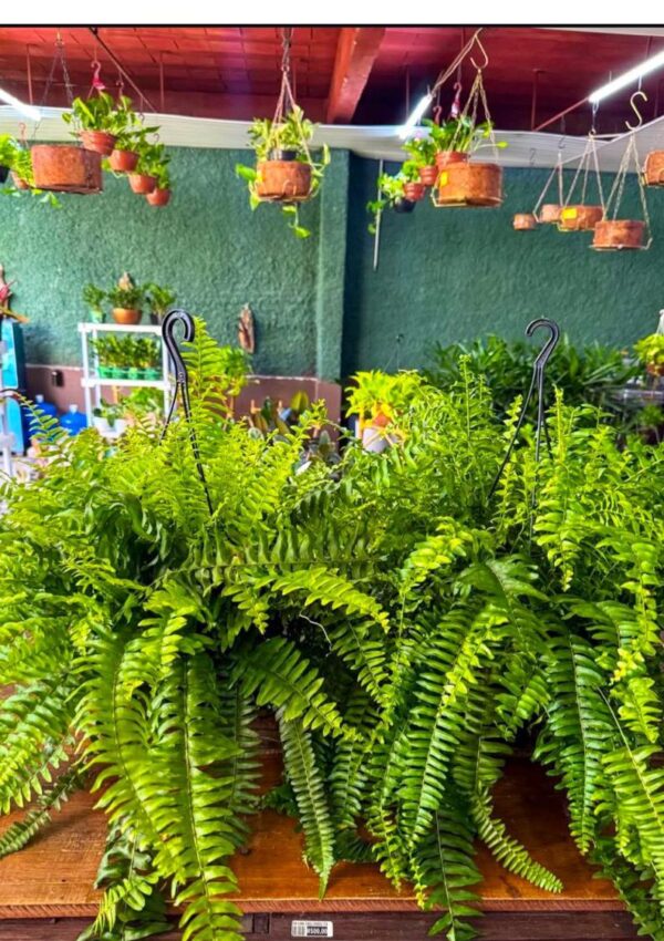 Sword Fern